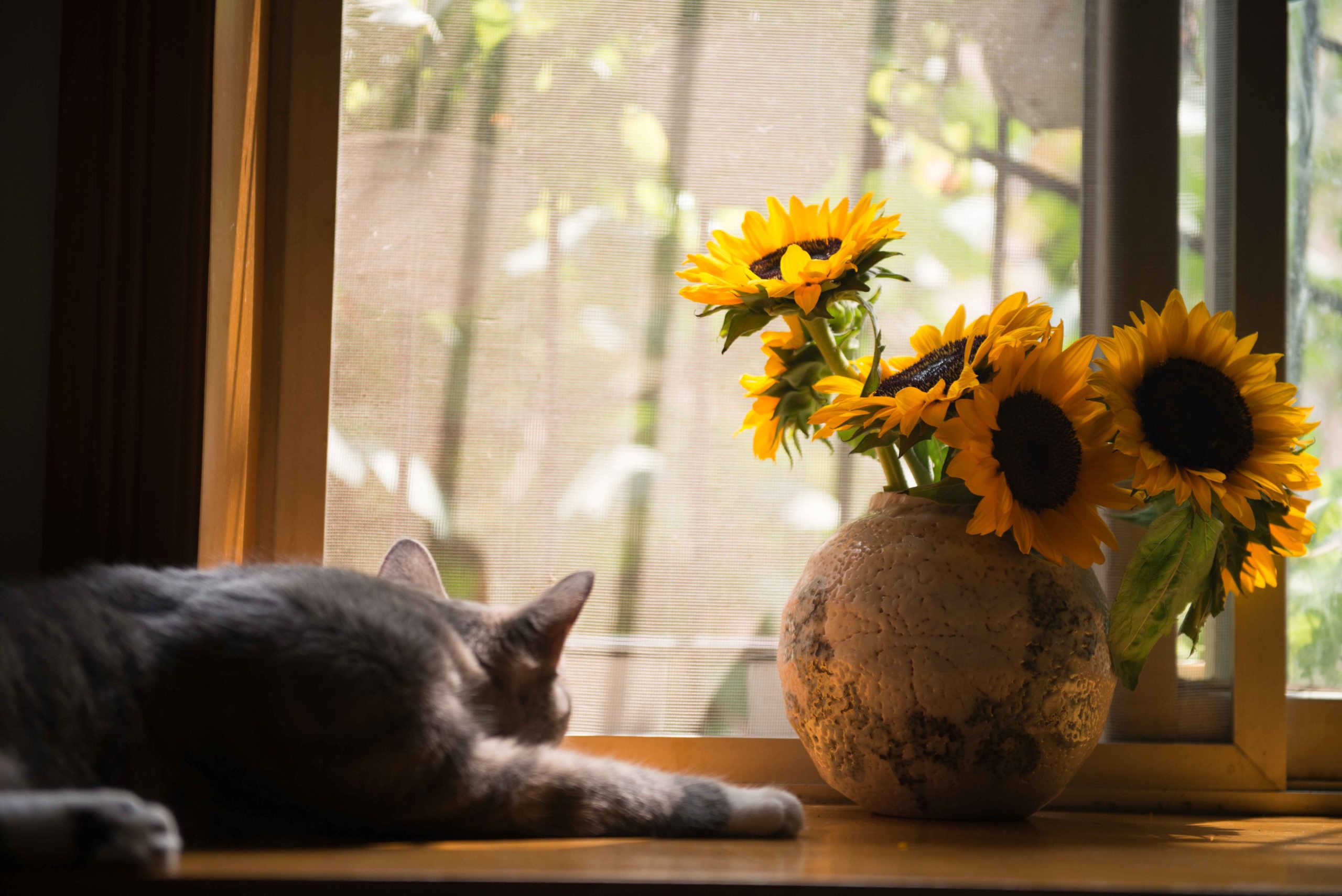 A grey cat lying down looks out a window next to a vase of sunflowers, an example of good weather before a storm hits, prompting Hoffman Realty clients to seek storm advice